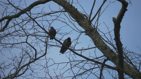 Two birds sitting on naked tree branches. Stock Footage 149273095