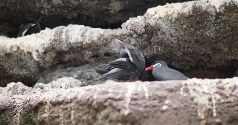 Two birds sitting on rocks Video stock 95055983