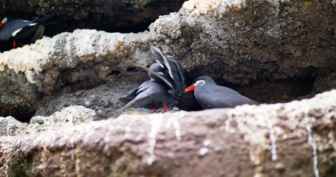 Two birds sitting on rocks Stock Footage 95056039