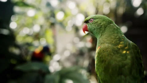 Two Birds Sitting on a Small Tree Video stock 156026971