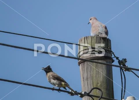 Two birds sitting on a telephone pole Stock Photos
