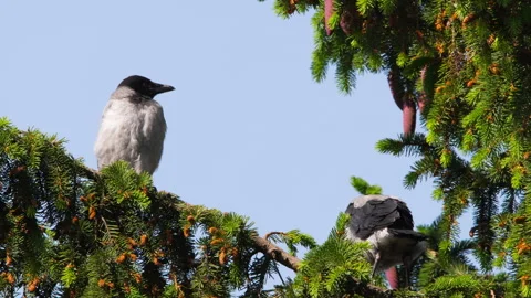 Two birds sitting on top of a tree branch Stock Footage 274361800