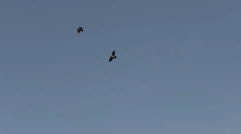 Two birds in the sky Stock Footage 51707292