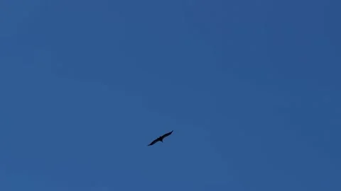Two Birds Soaring and Circling in Clear Blue Sky, Wide Open Natural Airspace Stock Footage 341541767