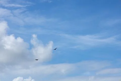 Two birds soaring in a bright blue sky with scattered white clouds. Stock Photos