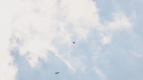 Two Birds Soaring In Cloudy Blue Sky Stock Footage 286983134