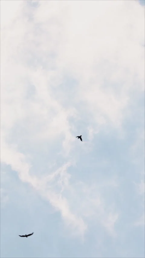 Two Birds Soaring In Cloudy Blue Sky. Vertical. Stock-Footage 294895720