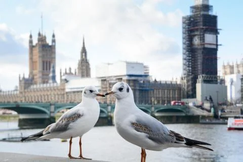 Two birds stand in front of iconic London landmarks of Big Ben and Houses of  Stock Photos
