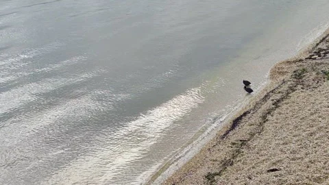 Two birds stand gracefully on the sandy shoreline Stock Footage 315215275