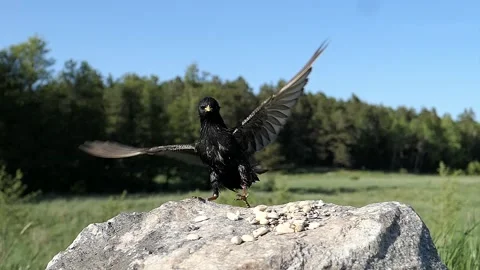 Two birds starle each other. Video stock 246599995