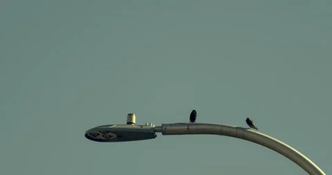 Two Birds on a Streetlight Stock Footage 292718706