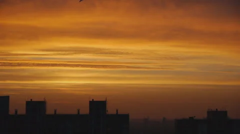 Two Birds At Sunrise Stock Footage 58189190