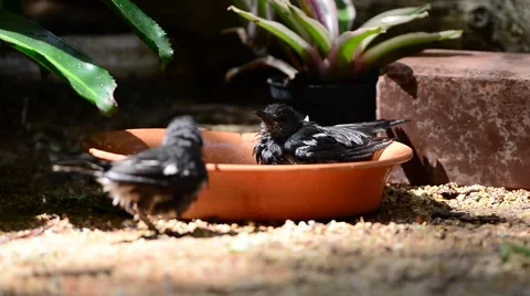 Two birds taking a bath 動画素材 69055563