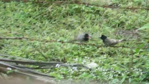 Two Birds Together 動画素材 125073924