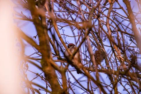 Two birds on tree branches Stock-Fotos