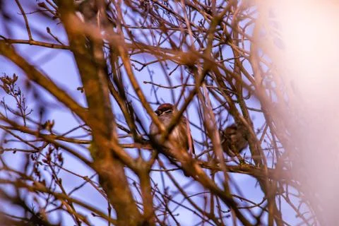 Two birds on tree branches 写真素材