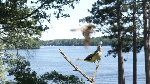 Two birds try to land on the same branch. Stock Footage 123441350