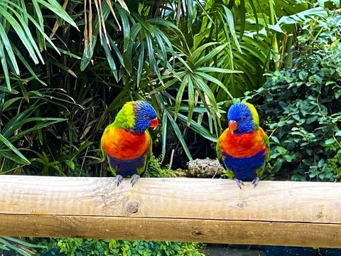 Two birds - Twit Twit Two Stock Photos