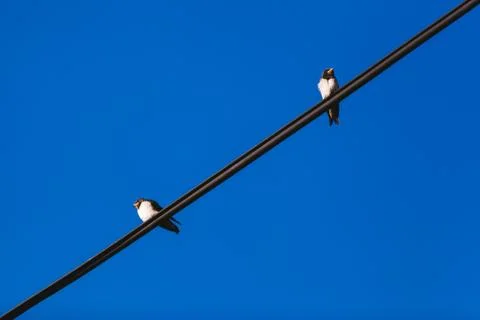 Two birds on the wire Stock Photos