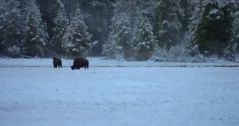 Two bison against snow covered mountains as one grazes and the other watches Stock Footage 339092835