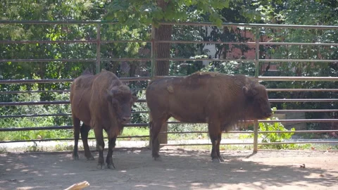 Two bison are standing side by side 스톡 동영상 138388325