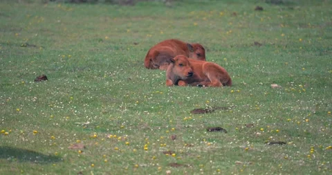 Two bison calves resting in a valley Stock Footage 337241433