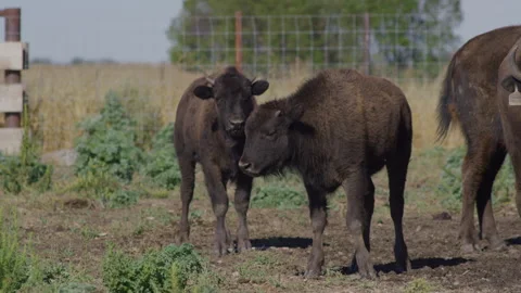 Two Bison Calves Standing Next to Herd in Enclosed Prarie Pasture Stock Footage 332433776