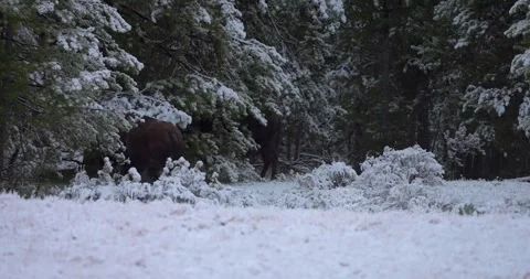 Two bison charge into snow covered forest kicking up snow behind them Stock Footage 339092929