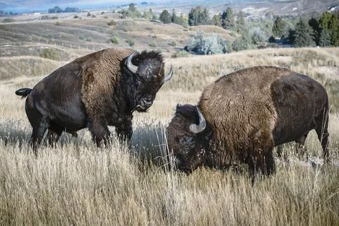 Two bison engaged in a struggle. Stock Photos