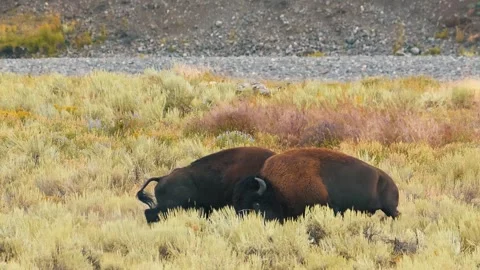 Two bison fighting during their rut in Yellowstone National Park in slow motion. Stock Footage 314695052