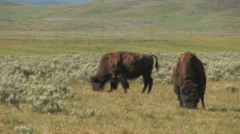 Two bison Video stock 82485