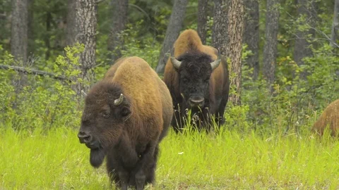 Two Bison in front of a forest Stock Footage 124672247