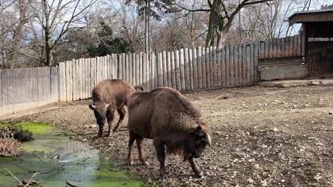 Two bison grazing near a pond in a natural habitat, showcasing their movement Stock Footage 319475130
