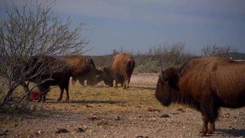 Two bison in a herd fighting Stock Footage 309261932
