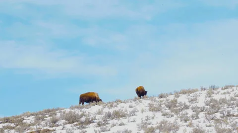 Two bison on hill Vídeos de archivo 61578311
