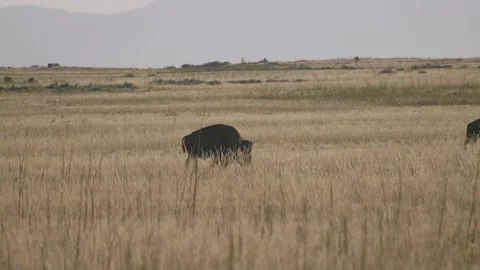 Two Bison Meet On the Prairie During Sunrise Stock Footage 137147602