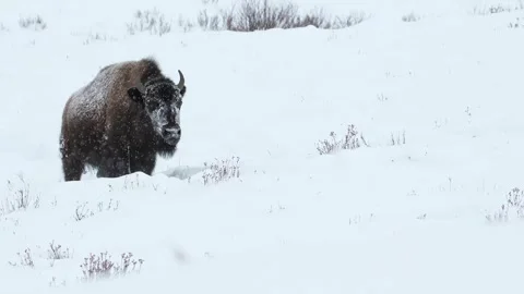 Two bison moving through heavy snow in Yellowstone National Park. Stock Footage 313632676