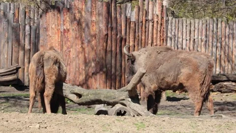 Two bison in the park in spring. Wild animals. Shedding of wool in animals Vídeos de archivo 232393006