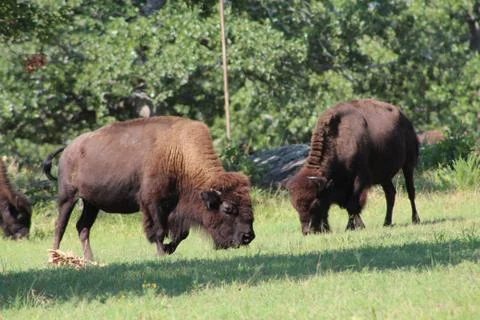 Two bison Foto stock