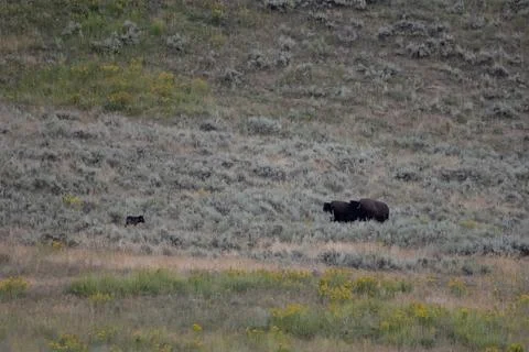 Two Bison Stand Down Black Wolf Fotos de archivo