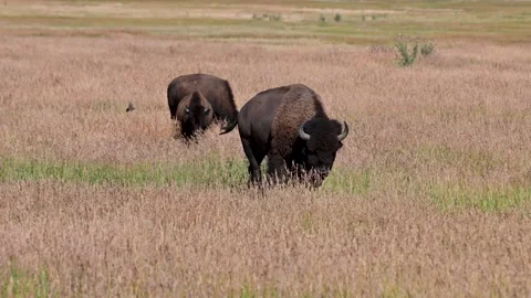 Two bison standing close together in a grassy field of open prairie with flat Stock Footage 328611057