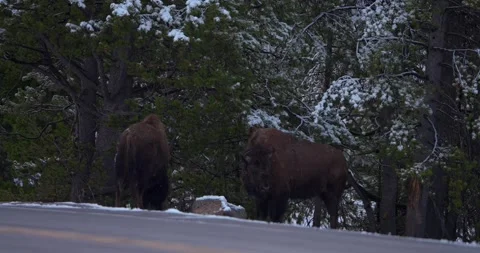 Two bison walk from roadside toward snow covered trees during early spring Stock Footage 339093630