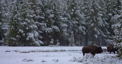 Two bison walking through snowy forest landscape beneath towering winter trees Stock Footage 339093528