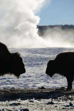 Two bison in winter Stock Photos