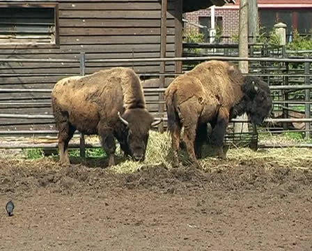 Two bisons in the city zoo Stock Footage 24932865
