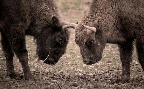 Two bisons facing each other in the nature Stock Photos