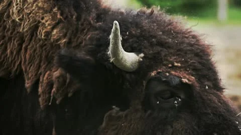Two Bisons head closeup Stock Footage 11071817