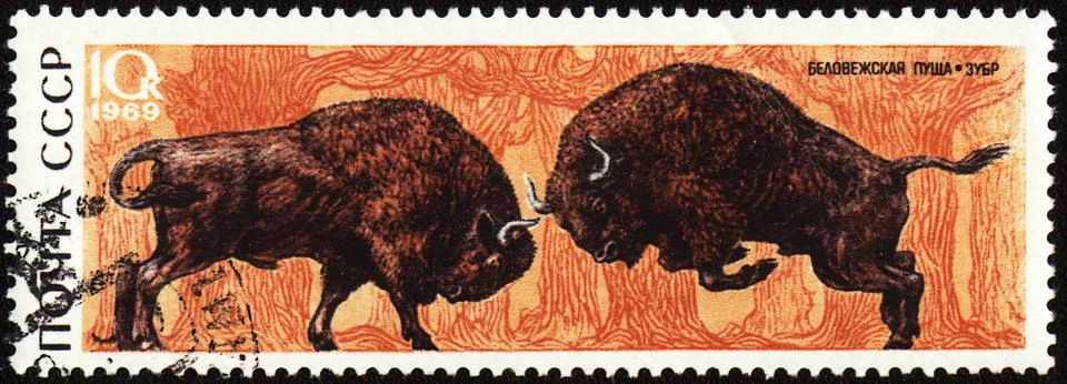 Two bisons on post stamp Stock Photos