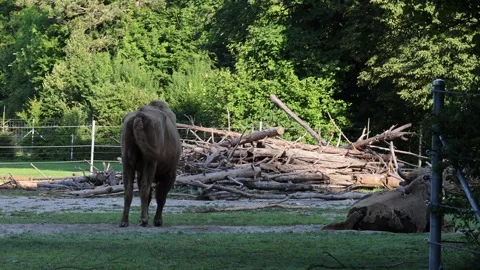 Two bisons resting on the grass, wide view Stock Footage 318906073