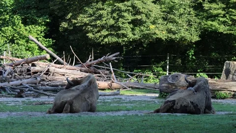 Two bisons sitting on the floor and swatting away flies, portrait Stock Footage 317007142
